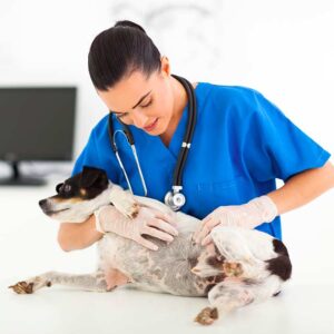ветеринарное акушерство